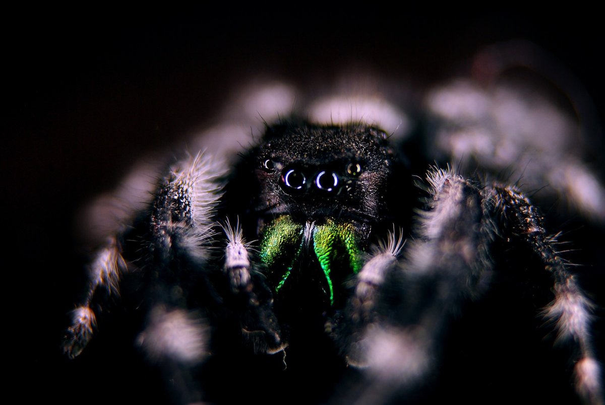 Паук птицеед макро