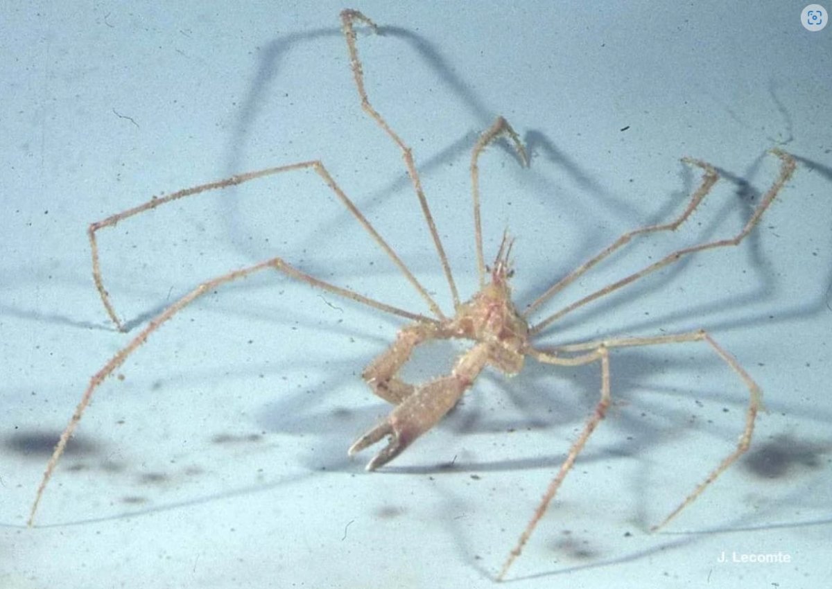 Краб паук черного моря