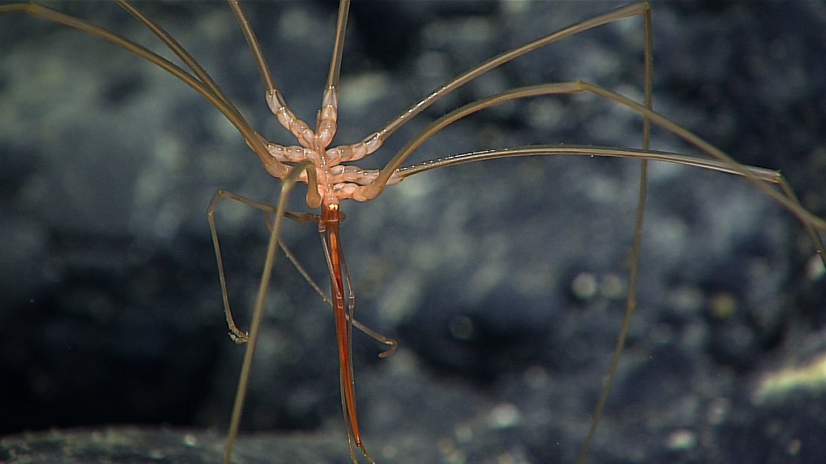 Антарктический паук