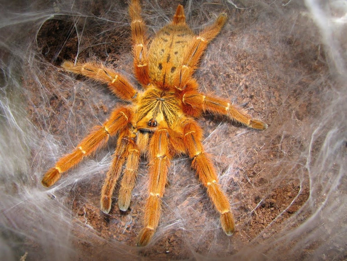 Птицееда Pterinochilus murinus