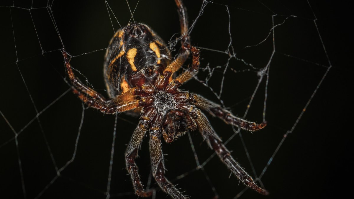 Самые большие пауки