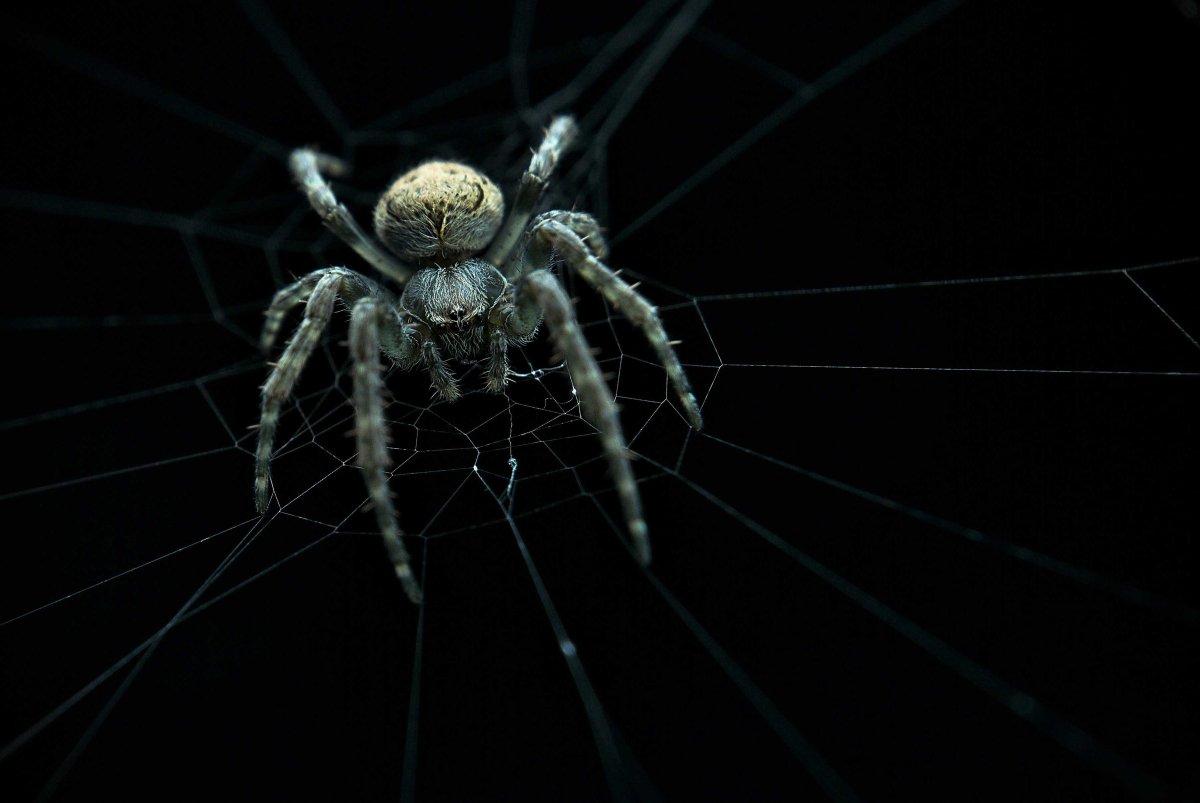 Паук на черном фоне