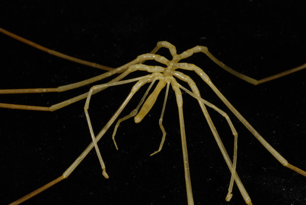 Морские пауки пантоподы