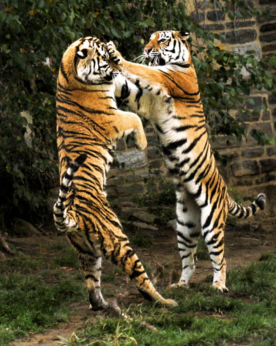 Тигры дерутся