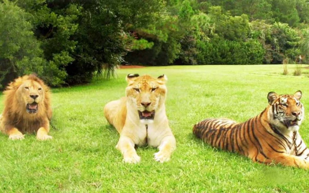 Лигр Геркулес и тигр