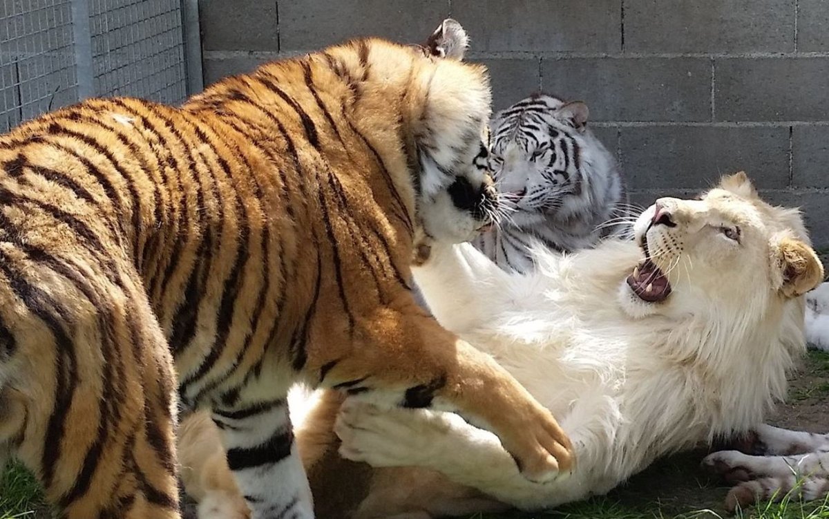 Ирбис против тигра