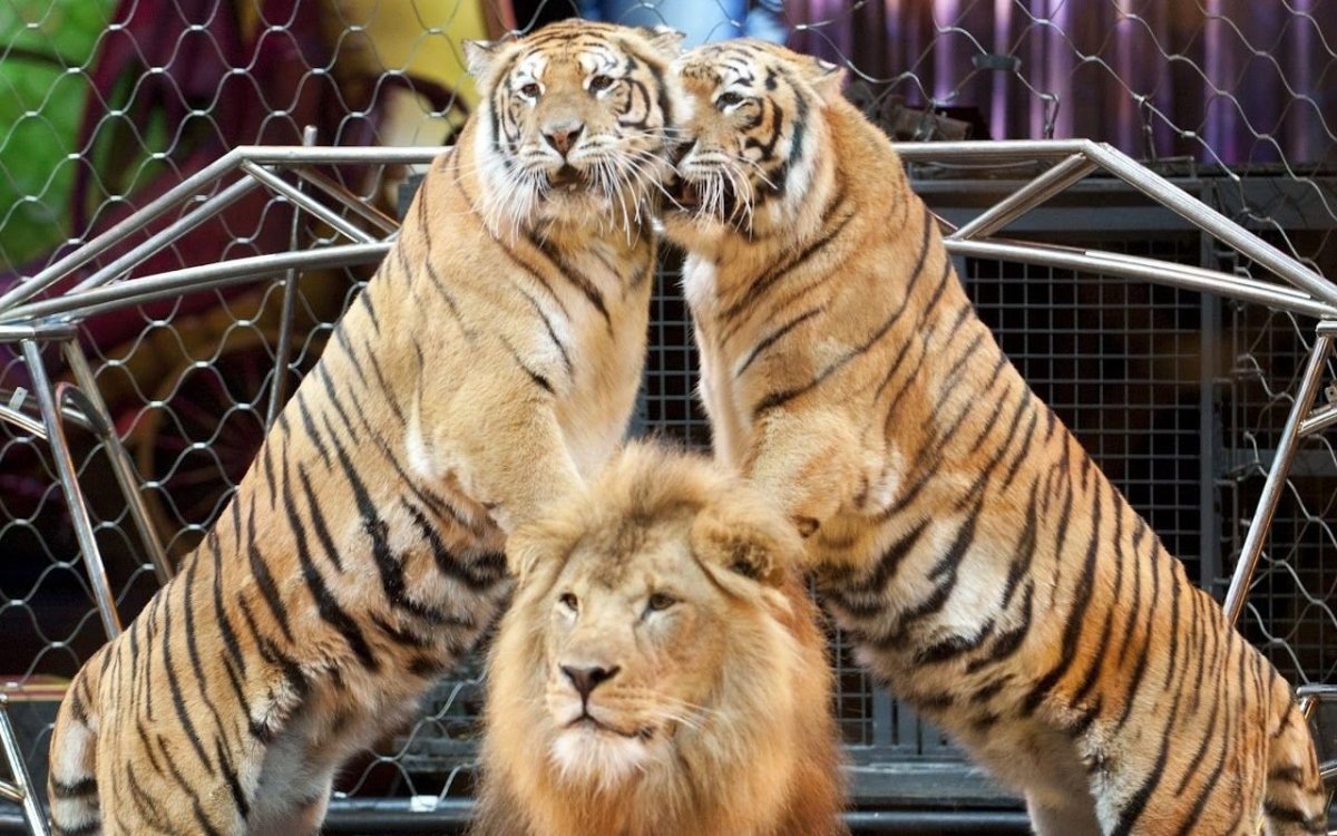 Цирк тигры и львы