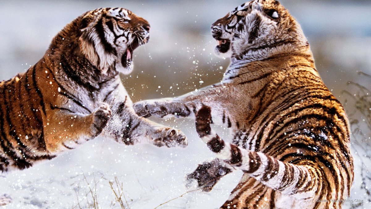 Закон джунглей выживает сильнейший