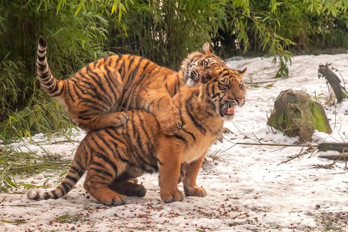 Играющие тигрята