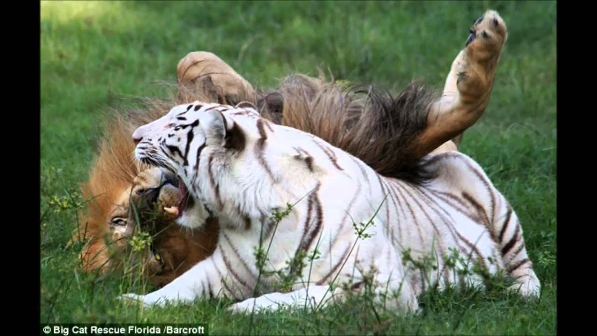Лев и тигрица
