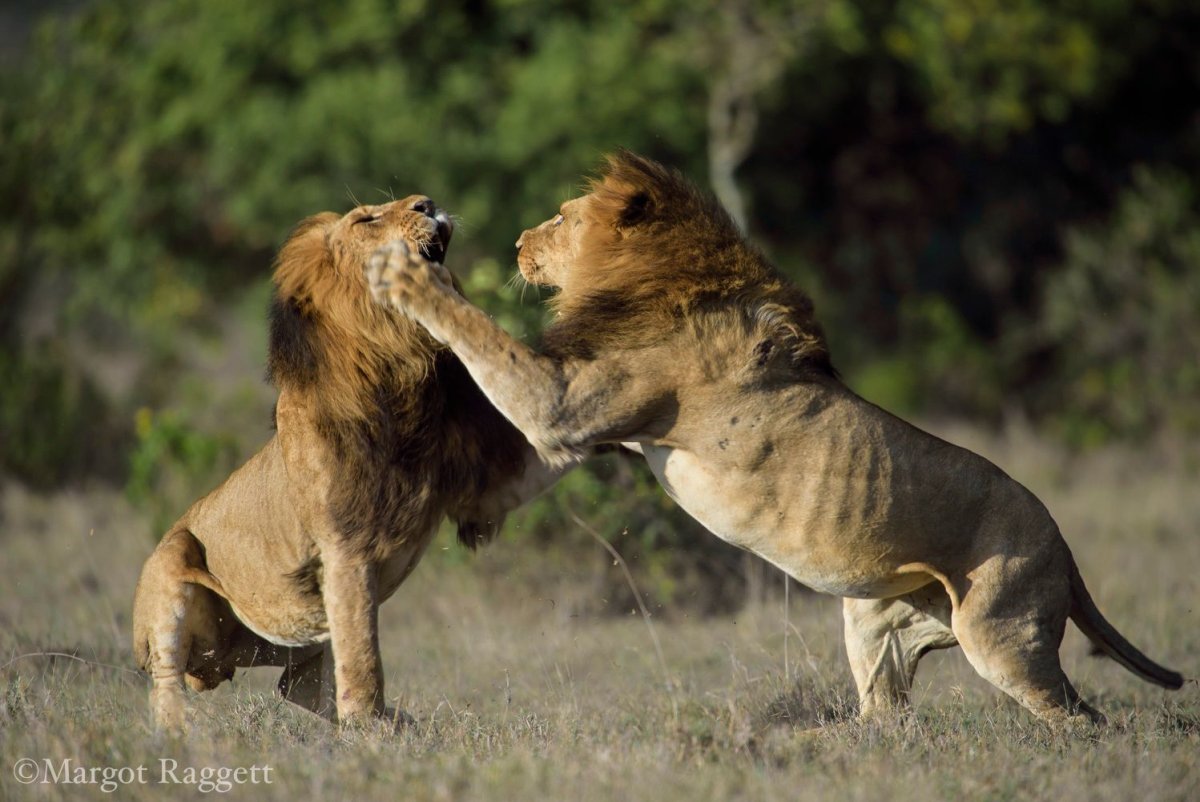 Lion Fight