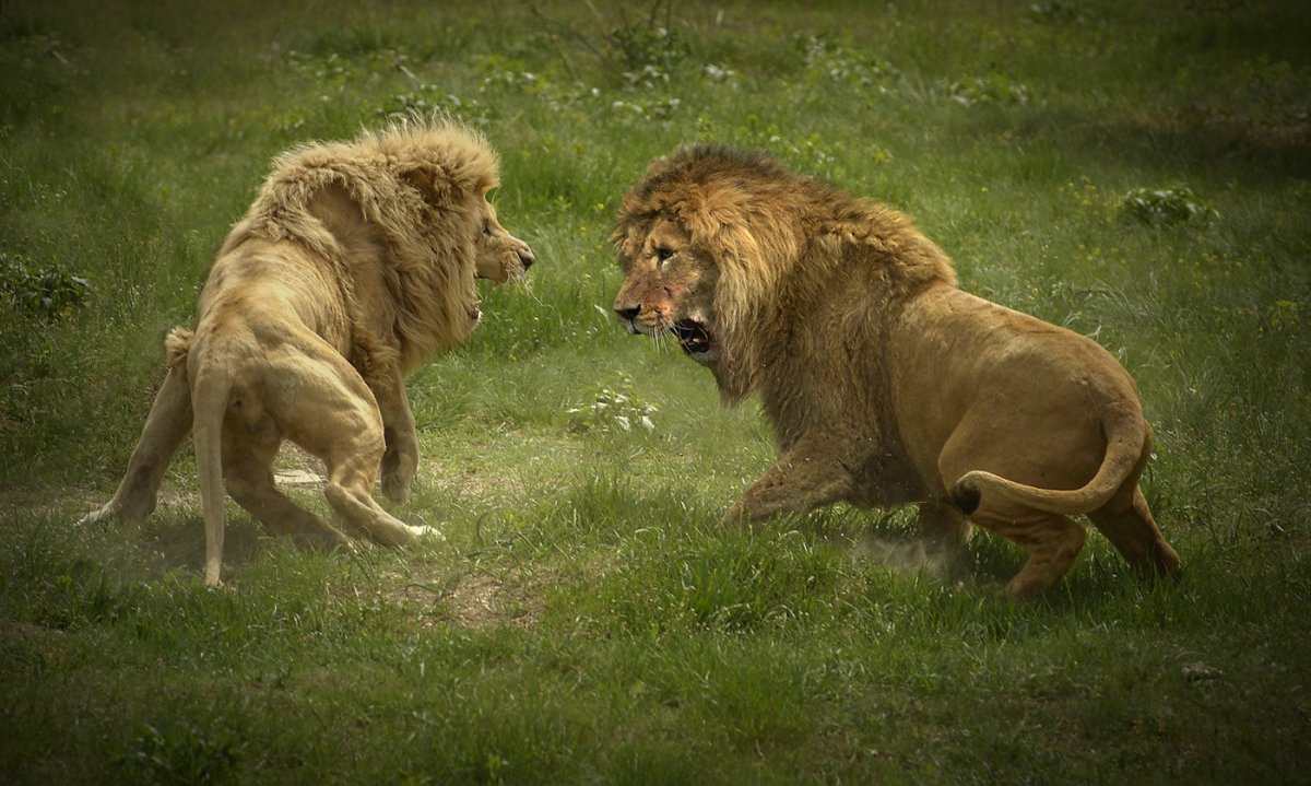 Два Льва дерутся