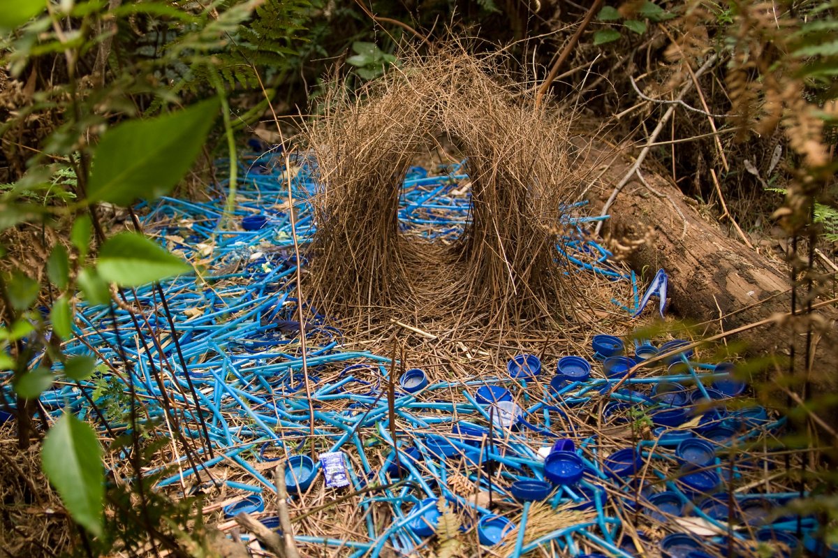 Птичка шалашник