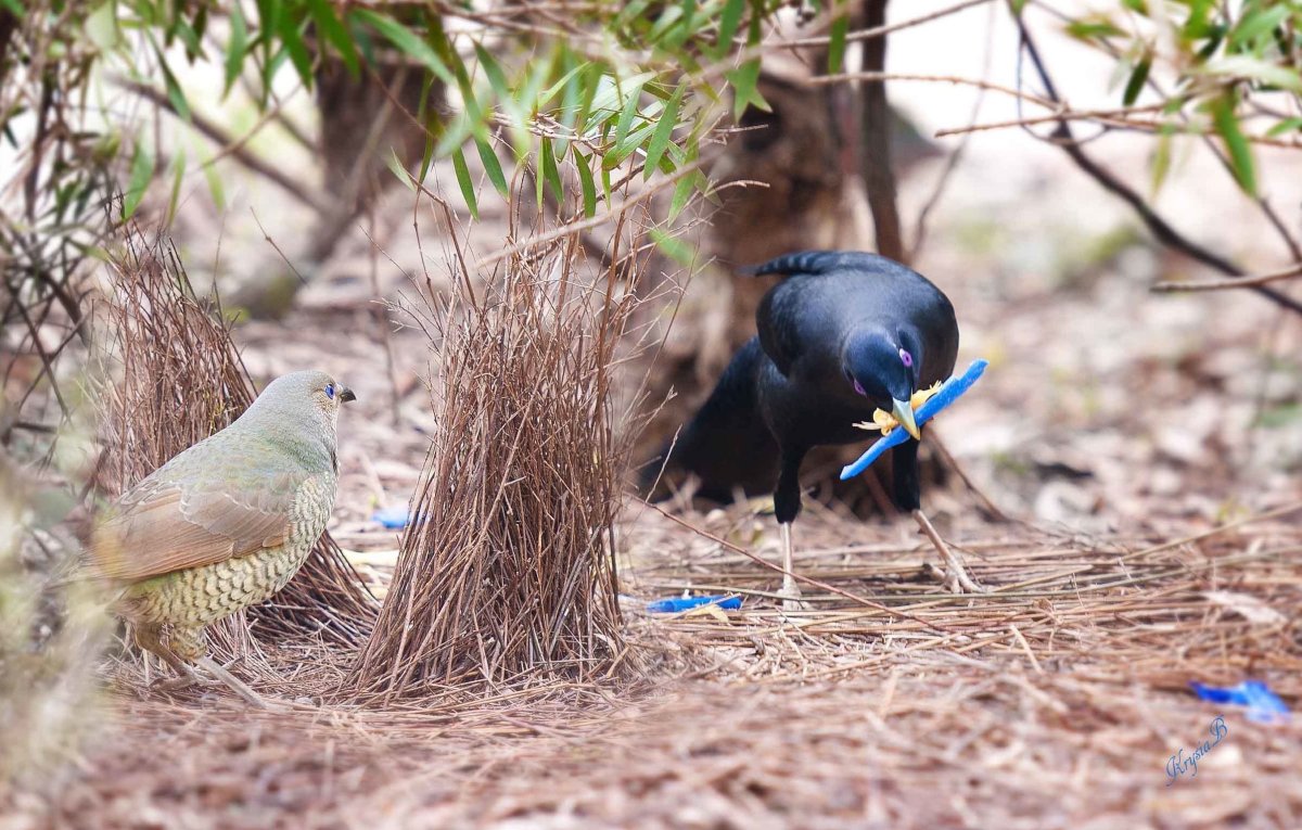 Хохлатый шалашник