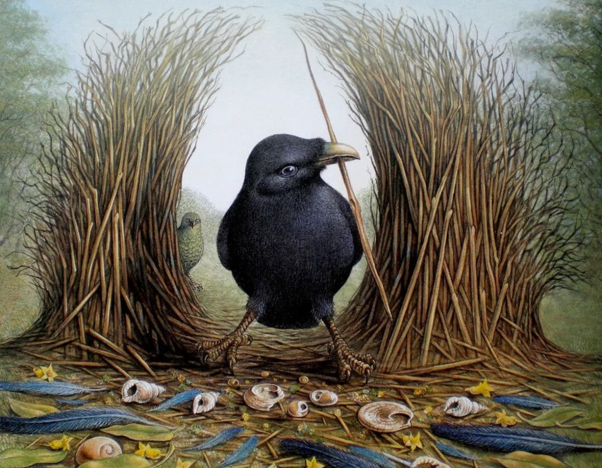 Шалашник птица гнездо