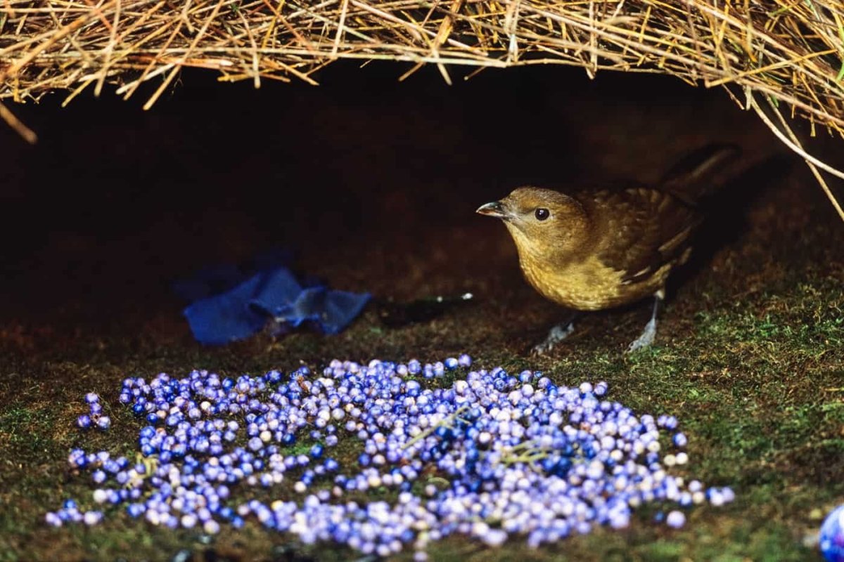 Шалашник птица