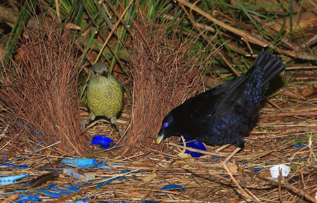 Шалашник птица