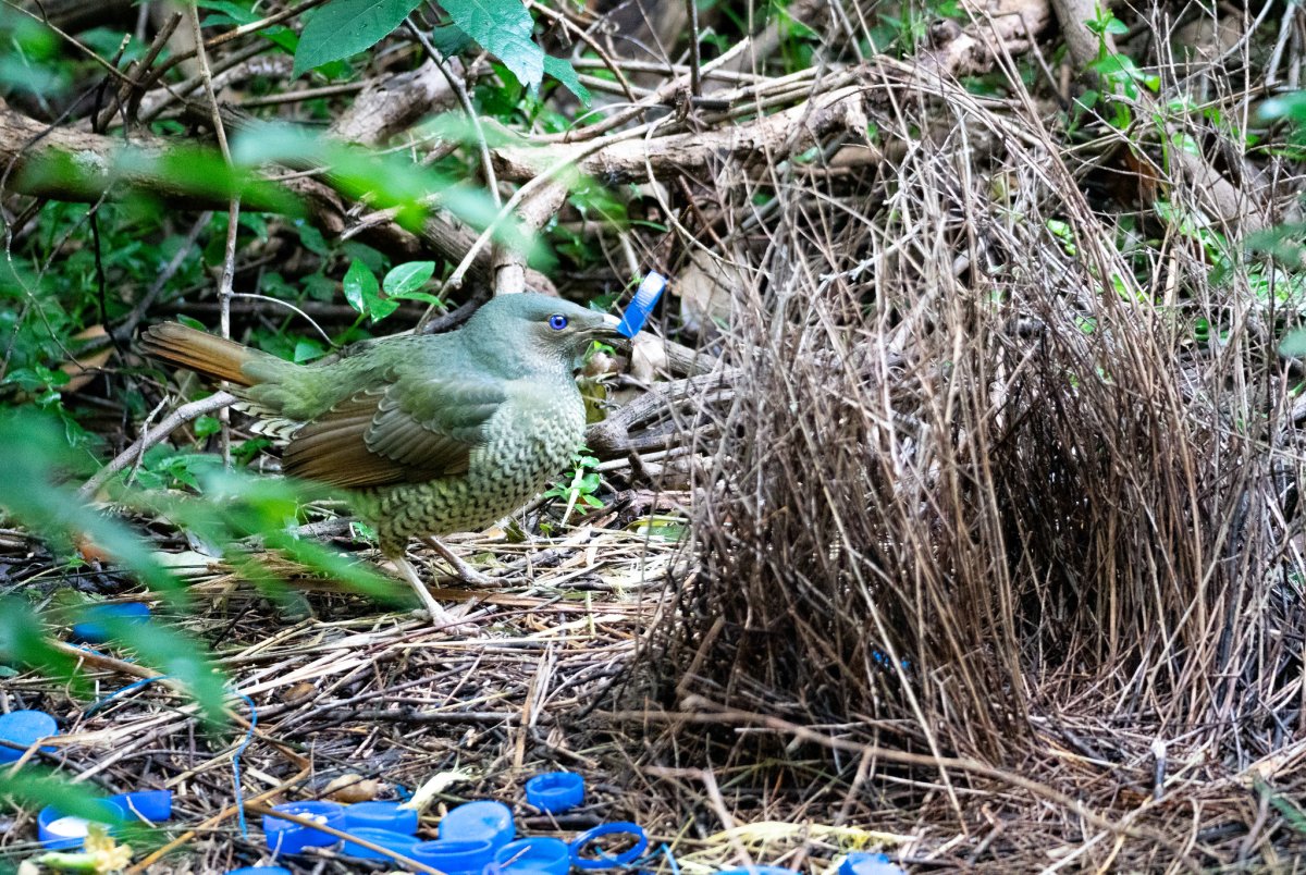 Австралийский золотой шалашник