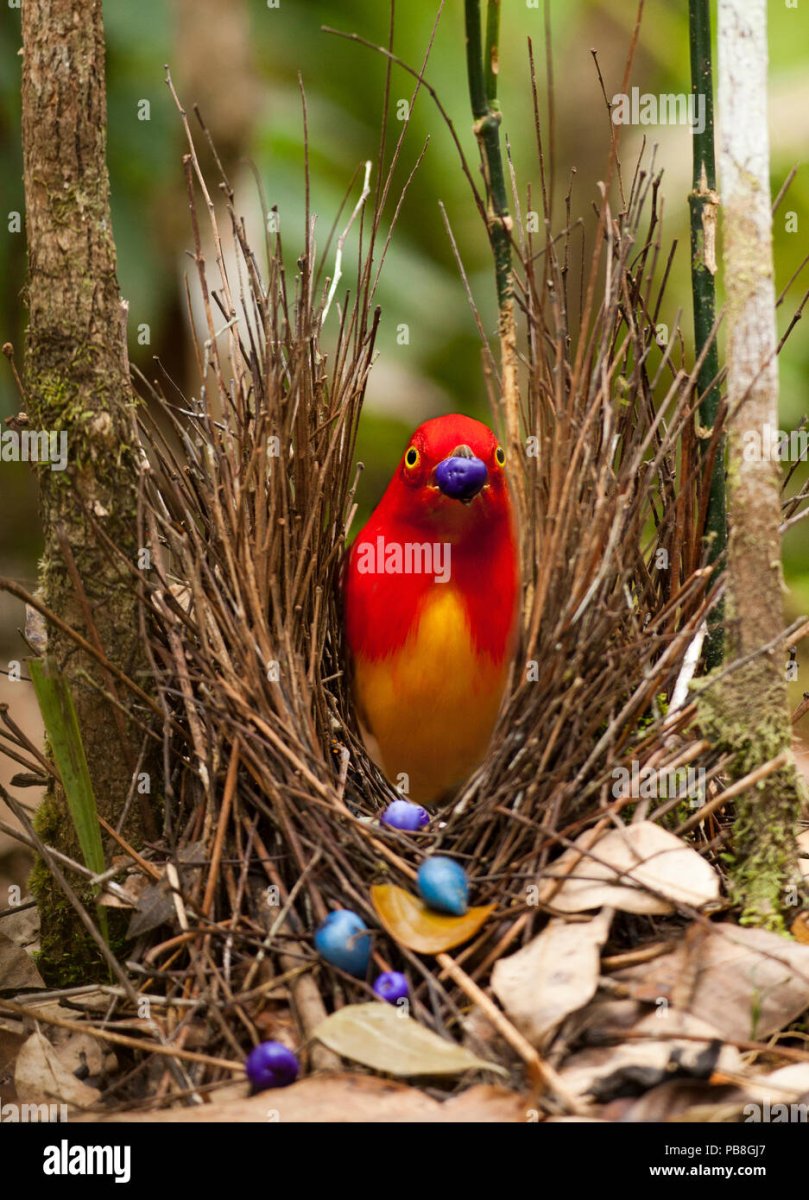 Золотой шалашник птица