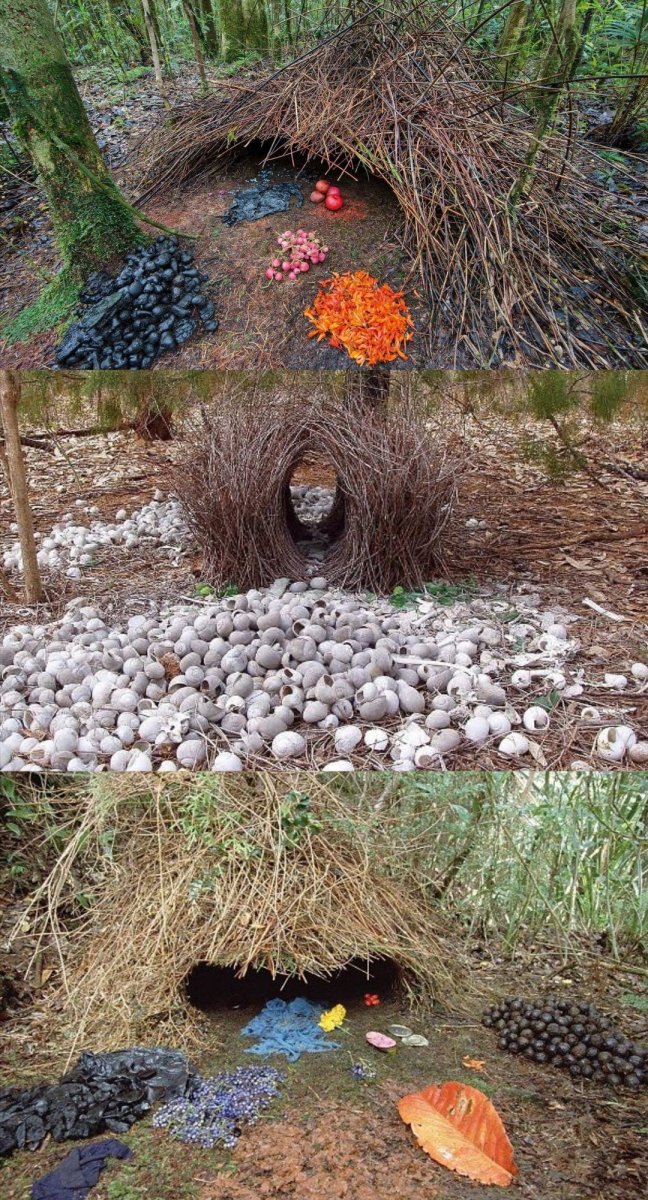 Вогелькопский беседковый шалашник