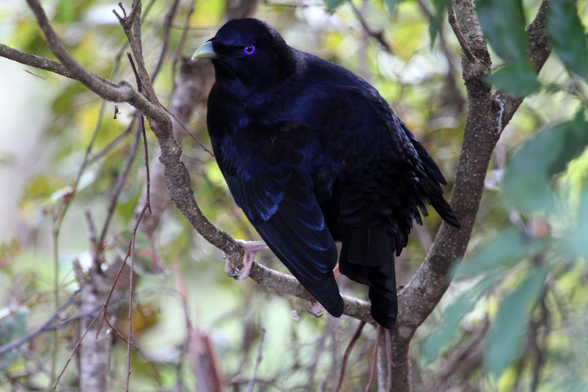 Ptilonorhynchus violaceus