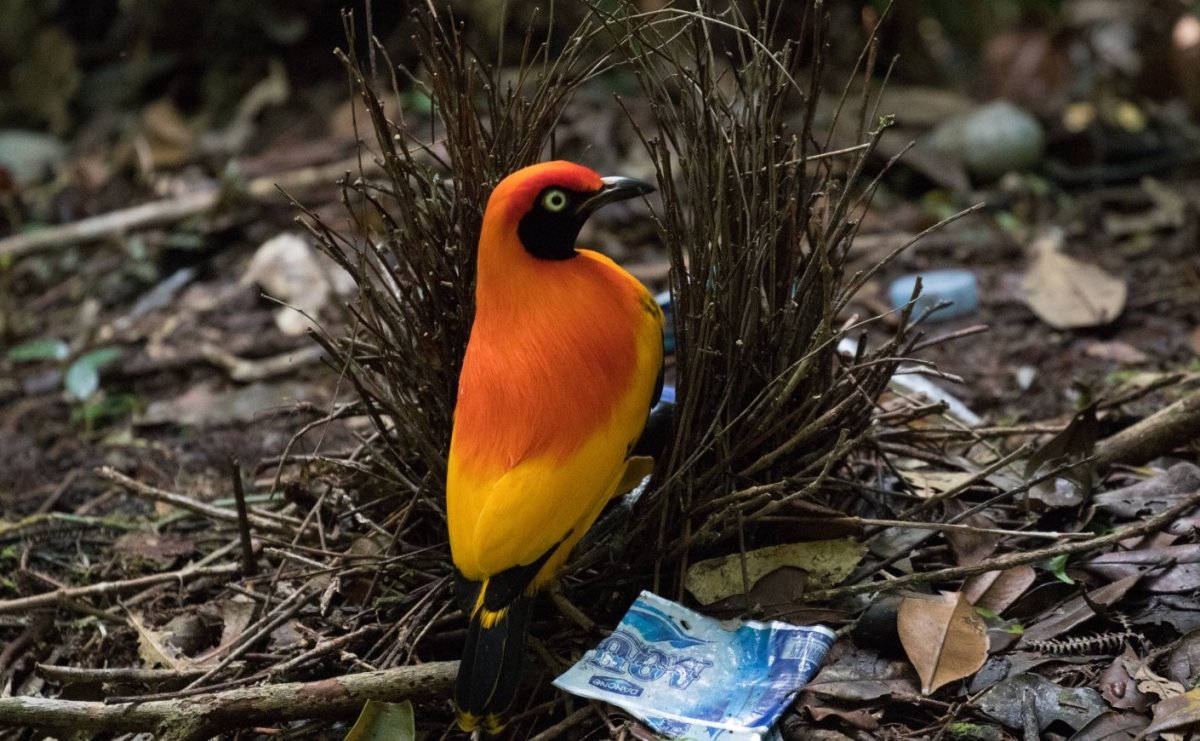 Vogelkop Superb Bird-of-Paradise