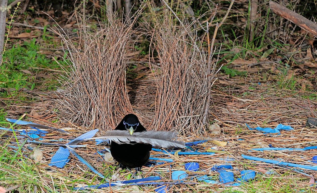 Шалашник птица брачный танец