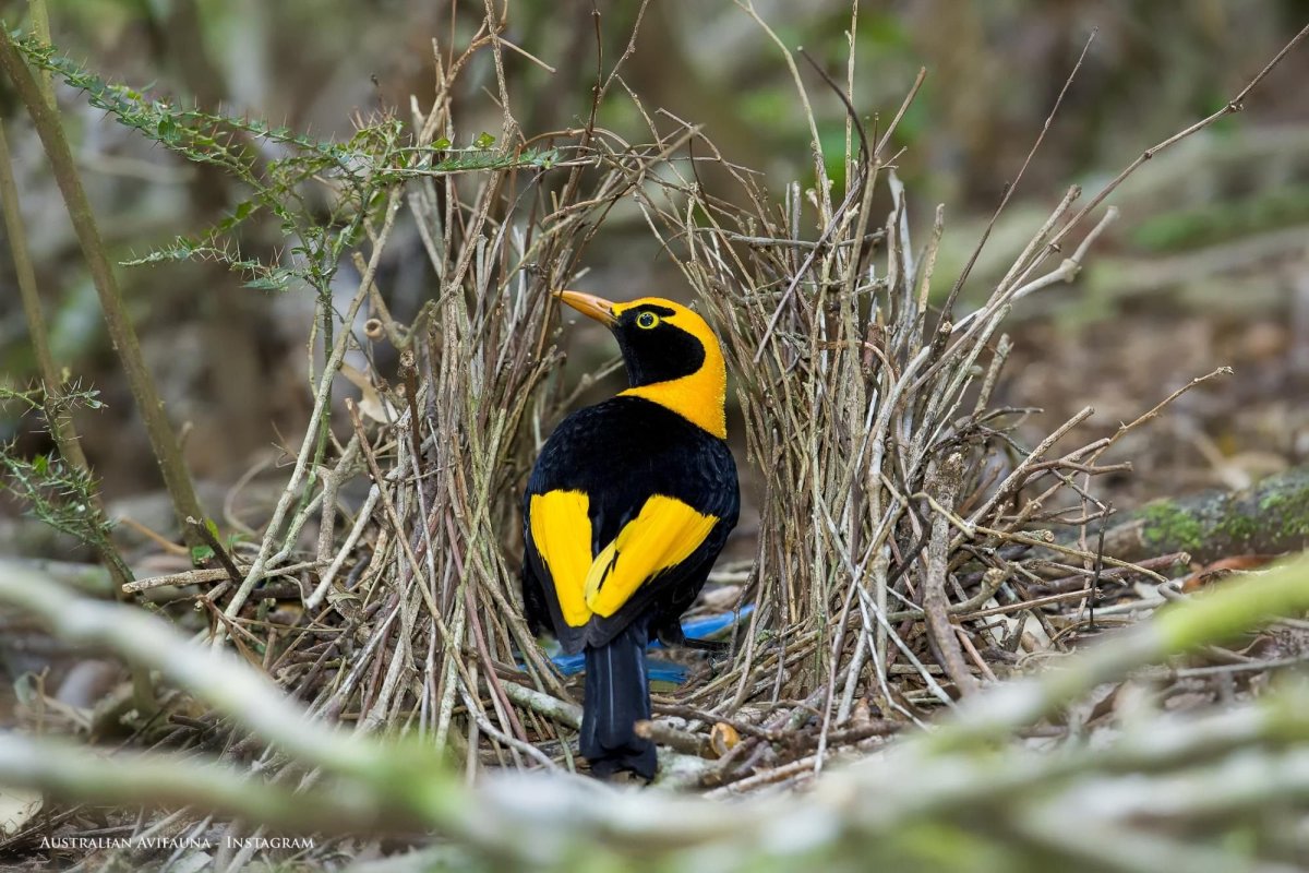 Шалашник птица