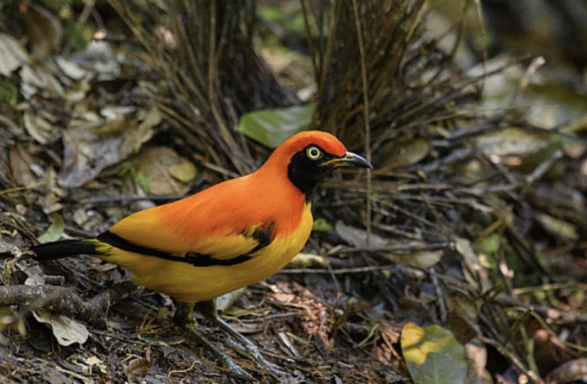 Красношапочный золотой шалашник
