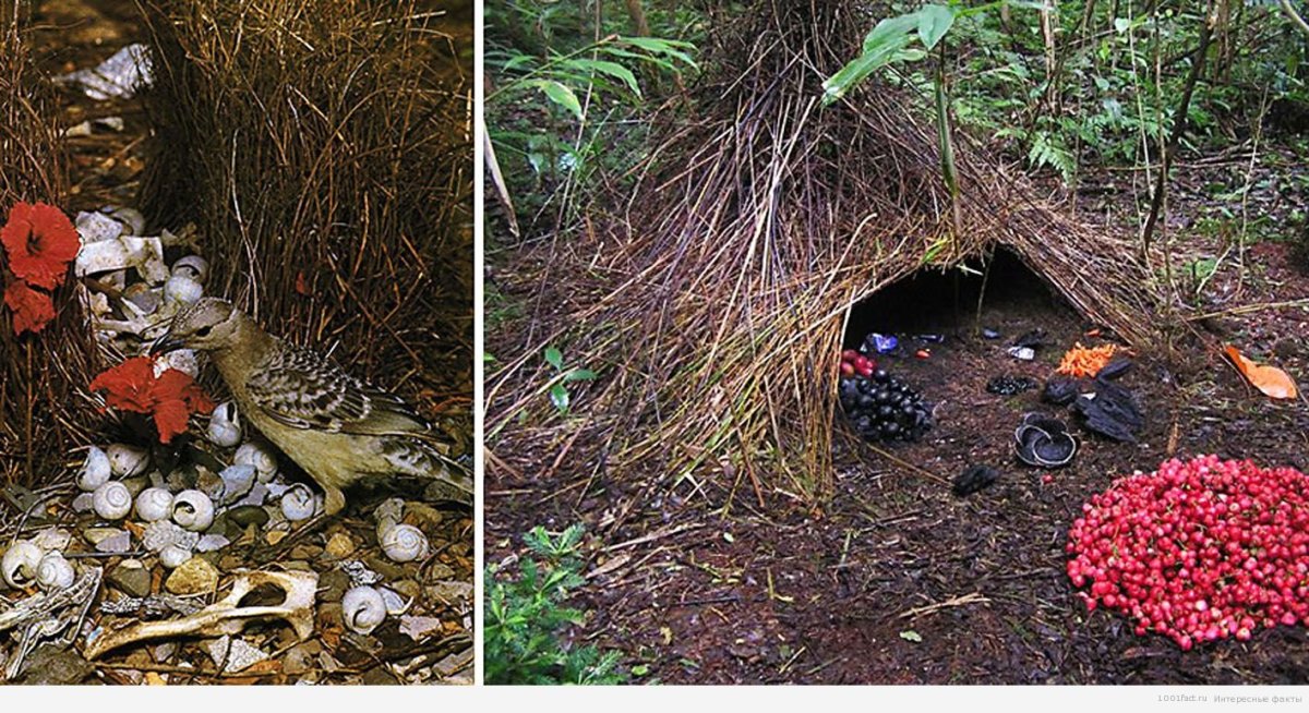 Дрозд шалашник