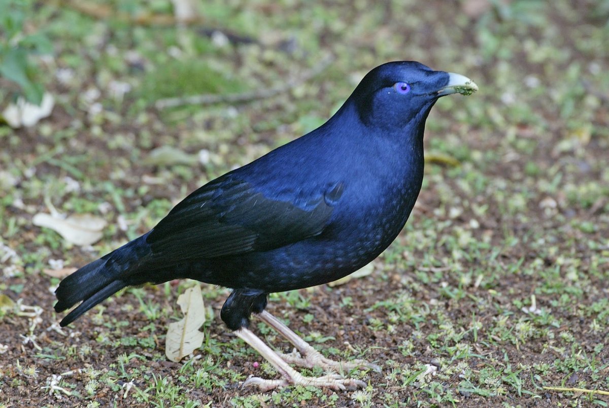 Шалашник птица