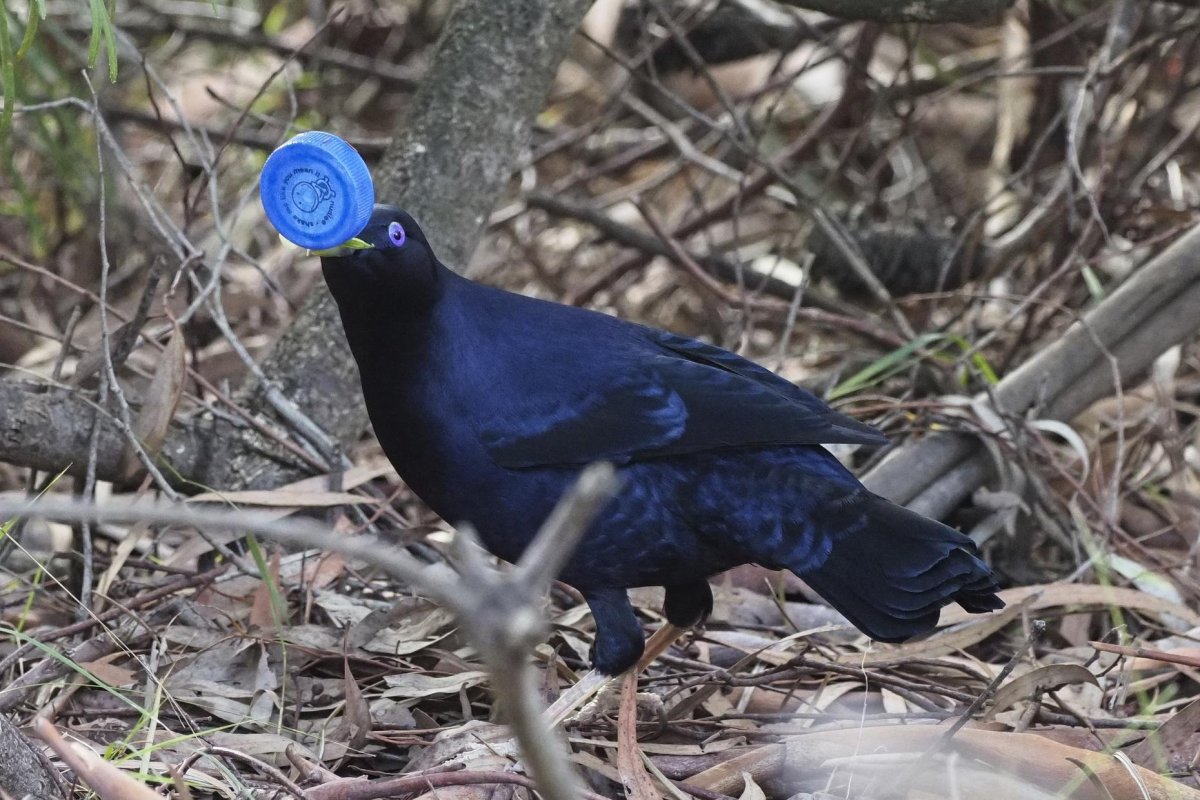 Атласный шалашник