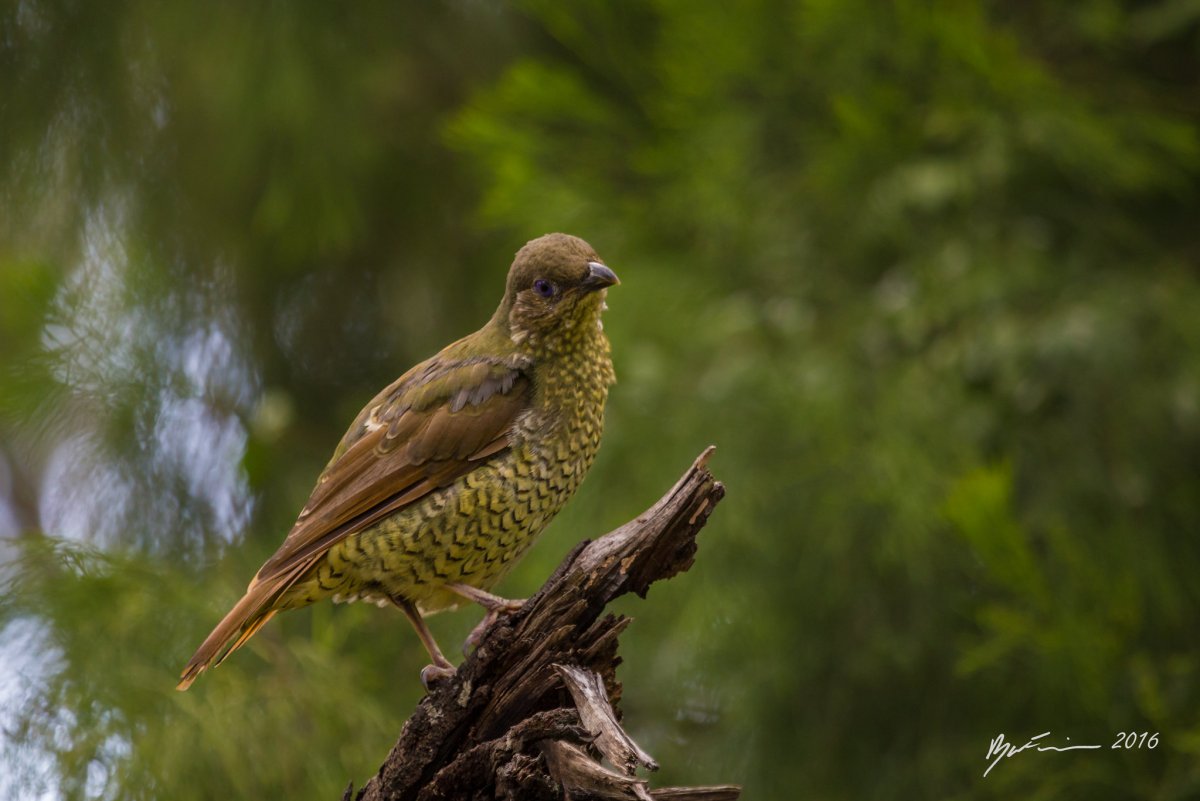 Ptilonorhynchus violaceus гнездо