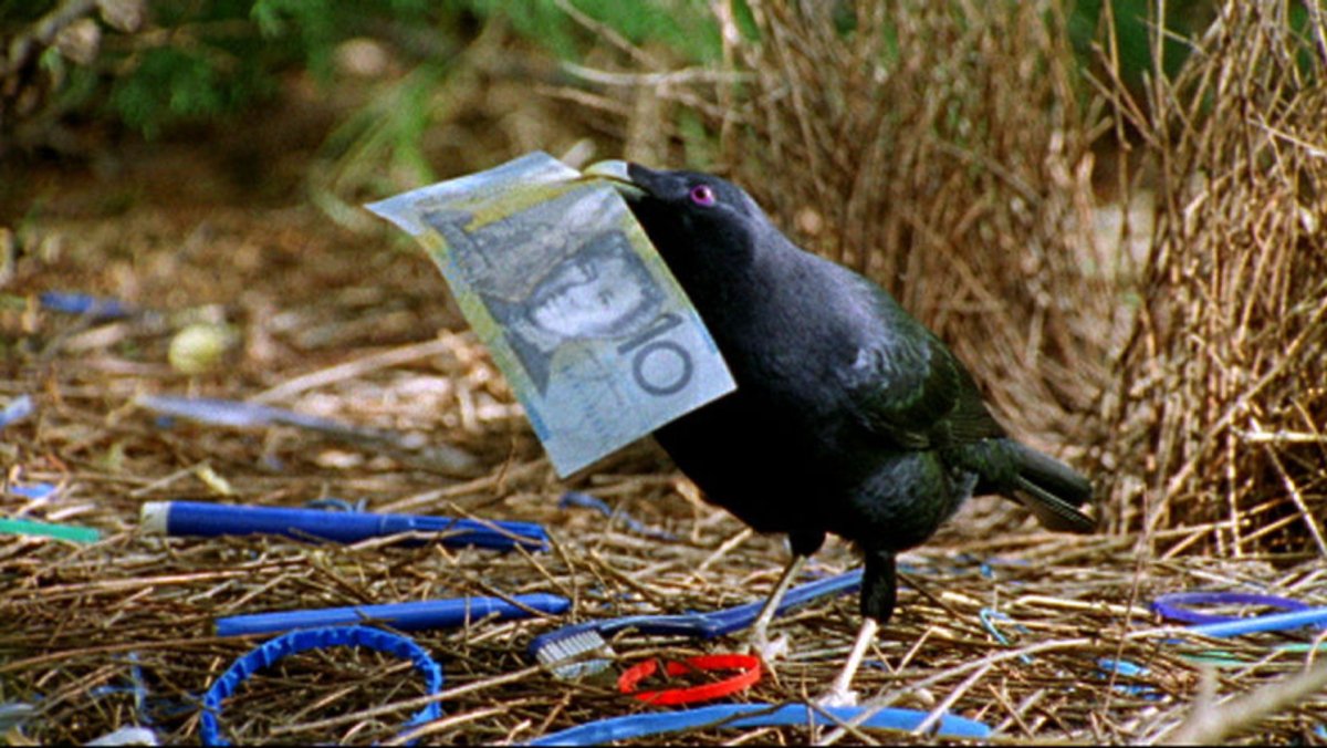 Шалашник птица гнездо