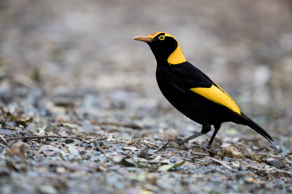 Австралийский золотой шалашник / Sericulus chrysocephalus