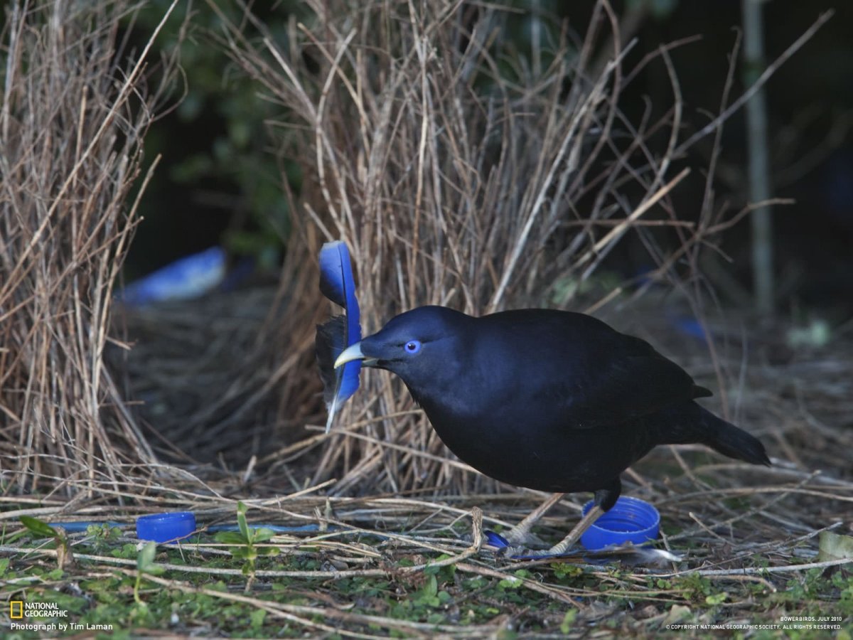Австралийский шалашник