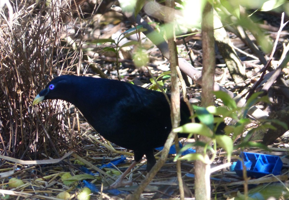 Зубчатоклювый шалашник (Австралия),