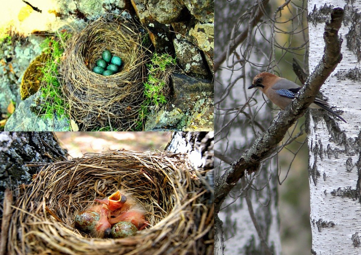 Птичьи гнезда коллаж