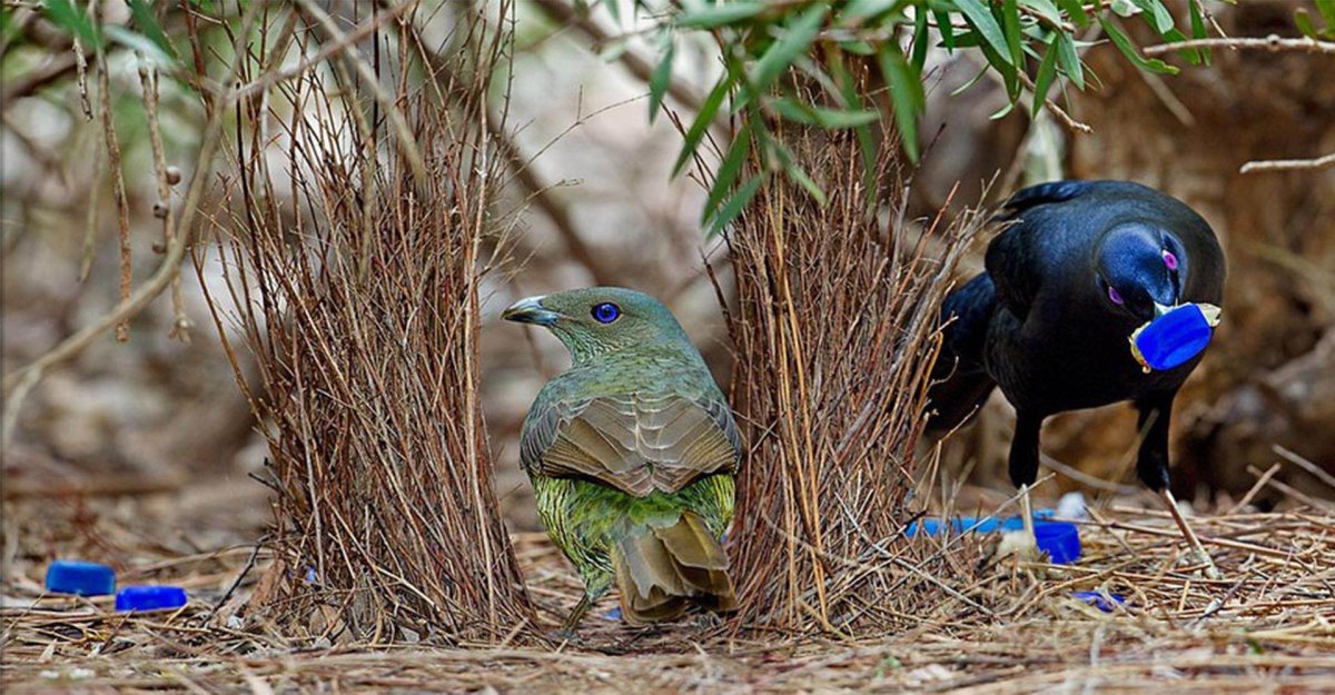 Птица шалашник Австралия