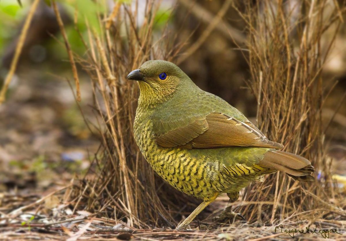 Magregor’s Bowerbird