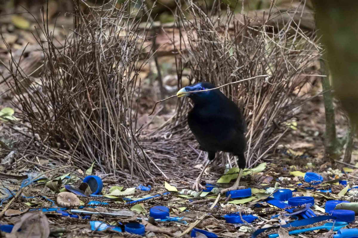 Танец шалашника