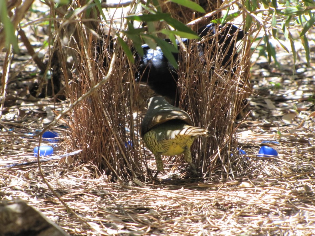 Шалашник гнездо пробки