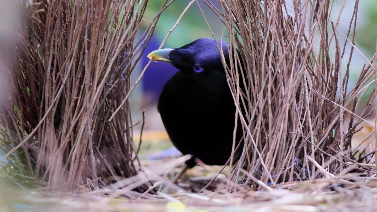 Шалашник птица гнездо