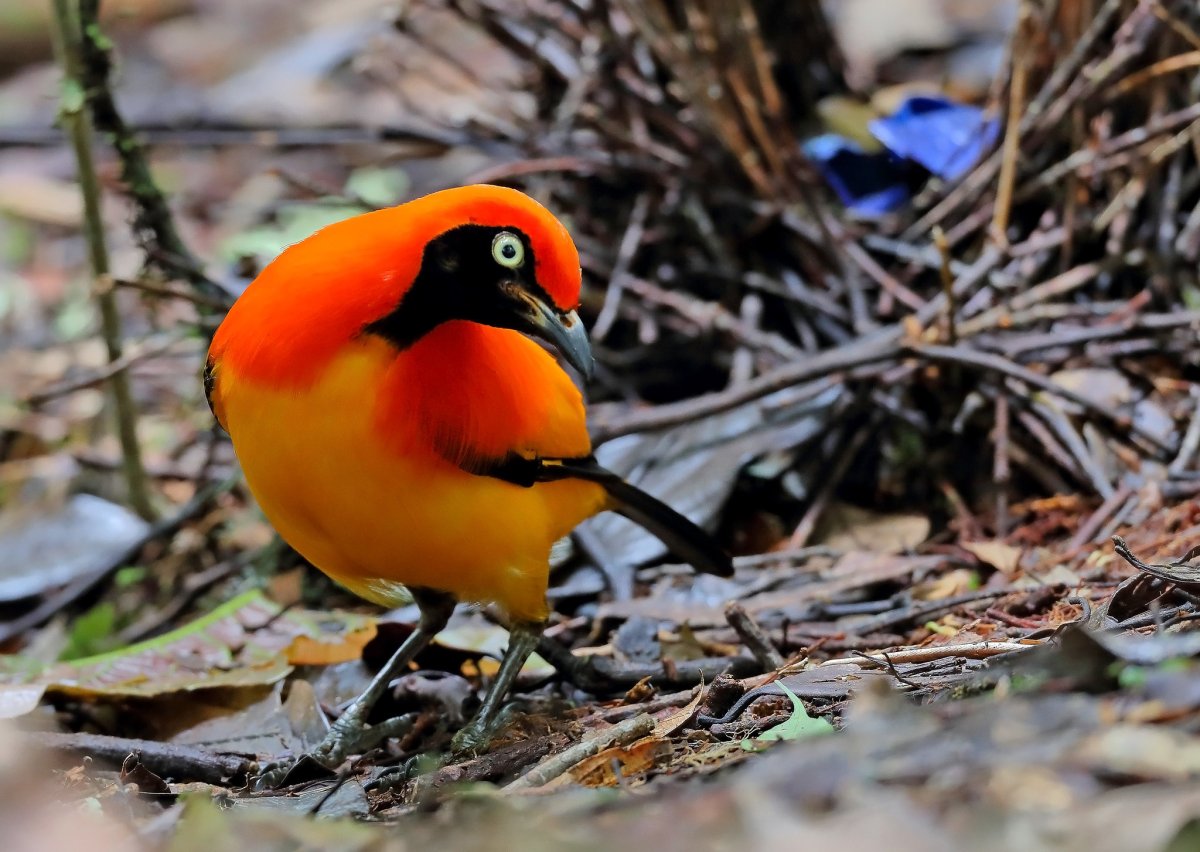 Золотой шалашник птица