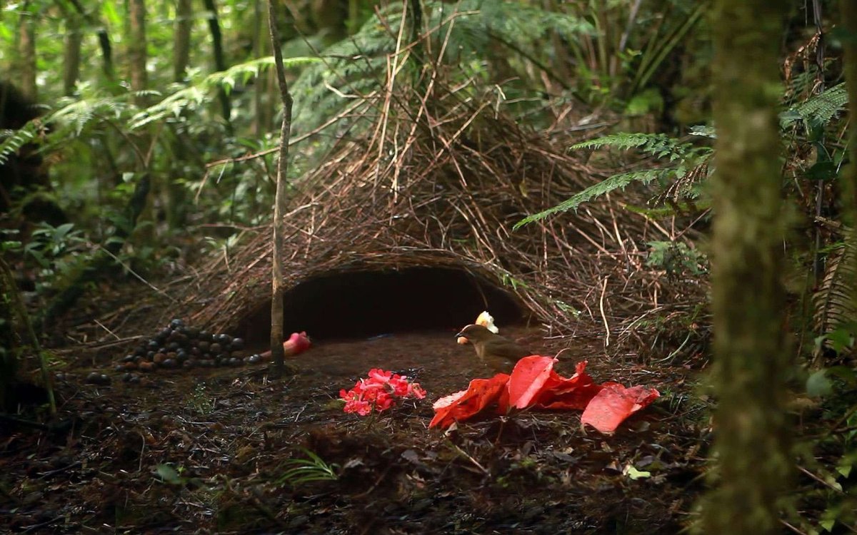 SCP хищник шалашник