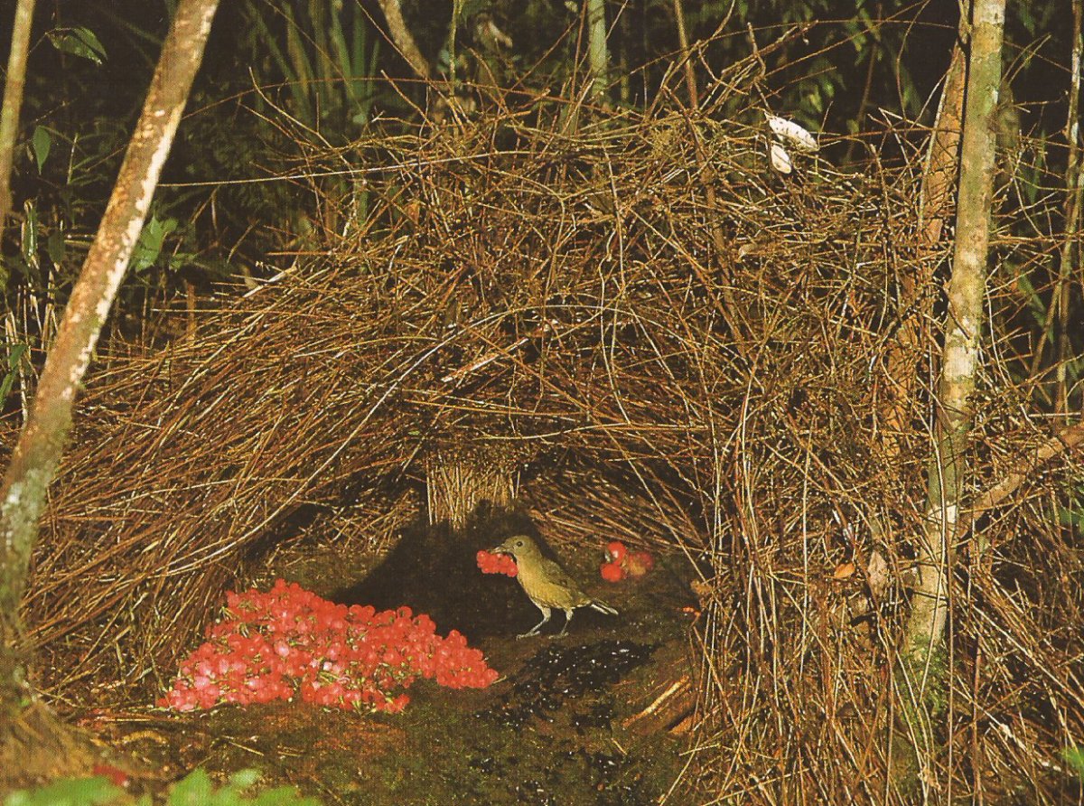 Дрозд шалашник