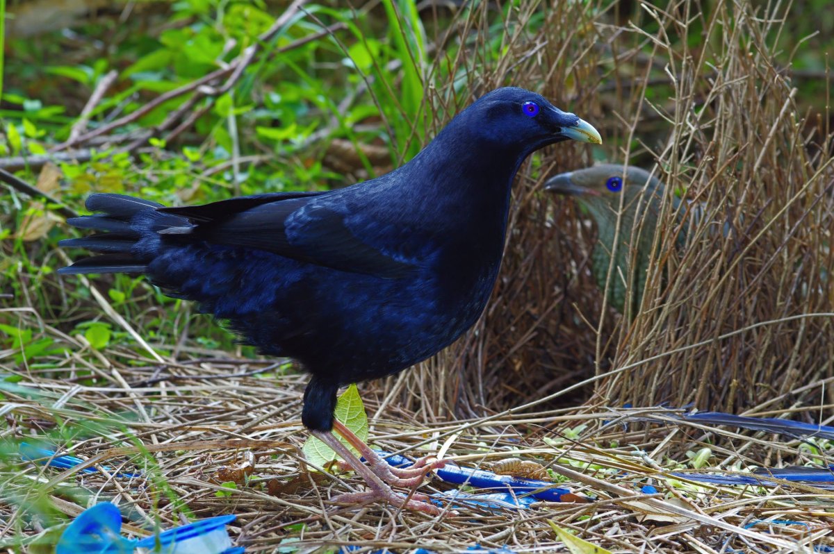 Фиолетовый шалашник