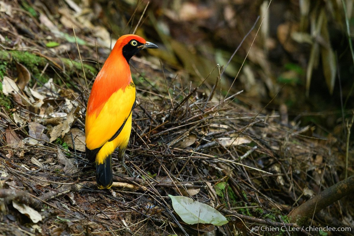 Красношапочный золотой шалашник