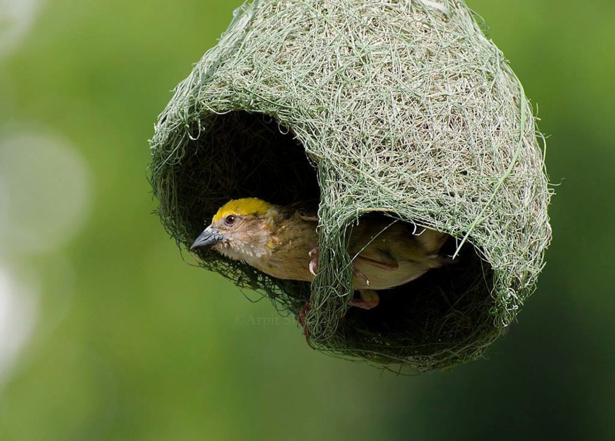 Птица Ткачик вьет гнездо