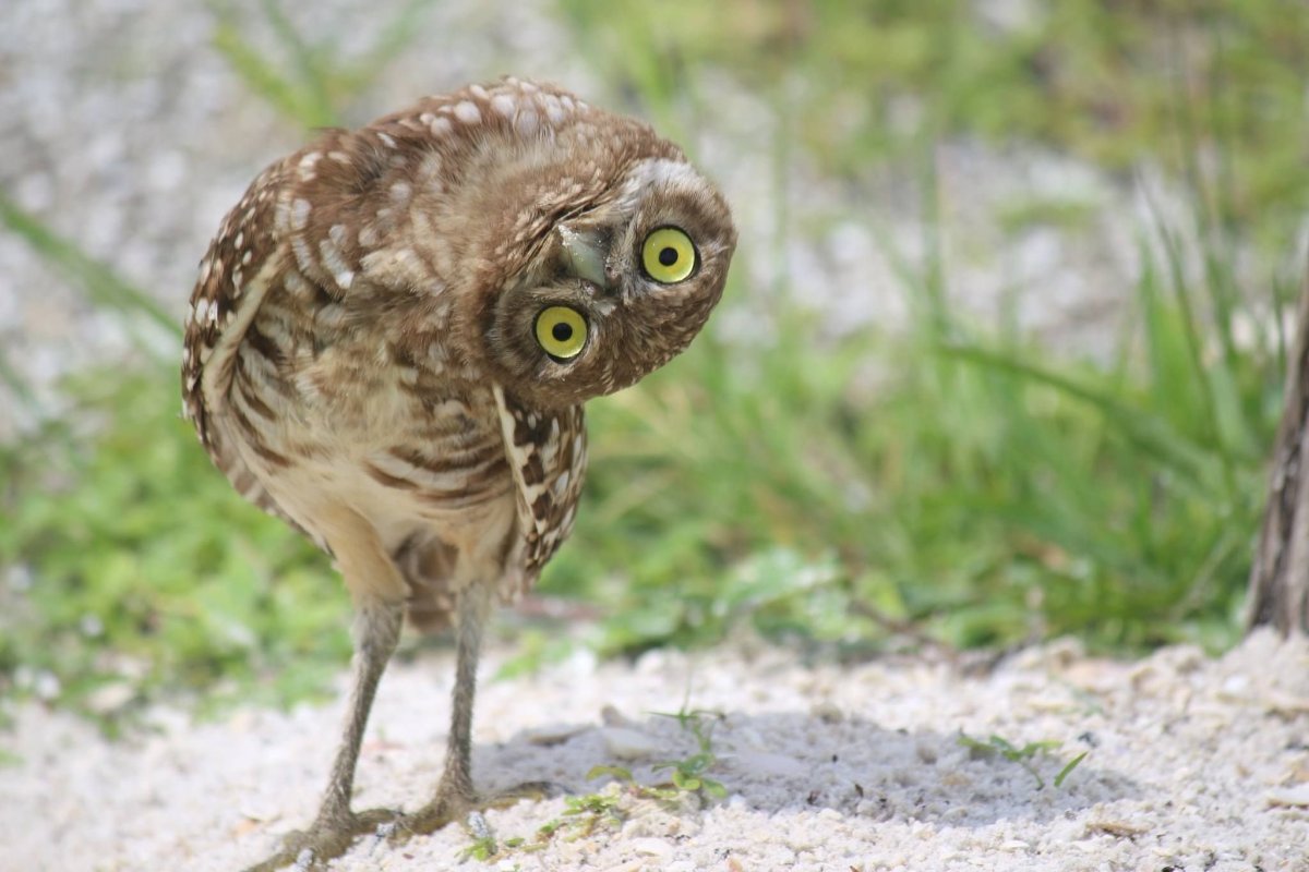 Кроличий Сыч